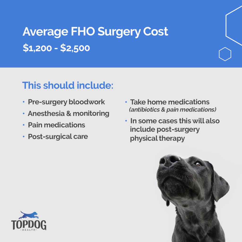 Understanding the Expenses of Dog Surgery: A Comprehensive Guide to Cost and Considerations