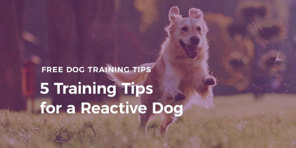 Easier Dog Training: Proven Tips for a Well-Behaved Furry Friend