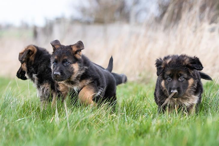 The Essential Guide to Effective Dog Training for German Shepherds