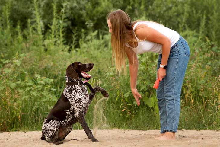 Why Following Guidelines is Essential for a Professional Dog Trainer: Expert Tips and Strategies