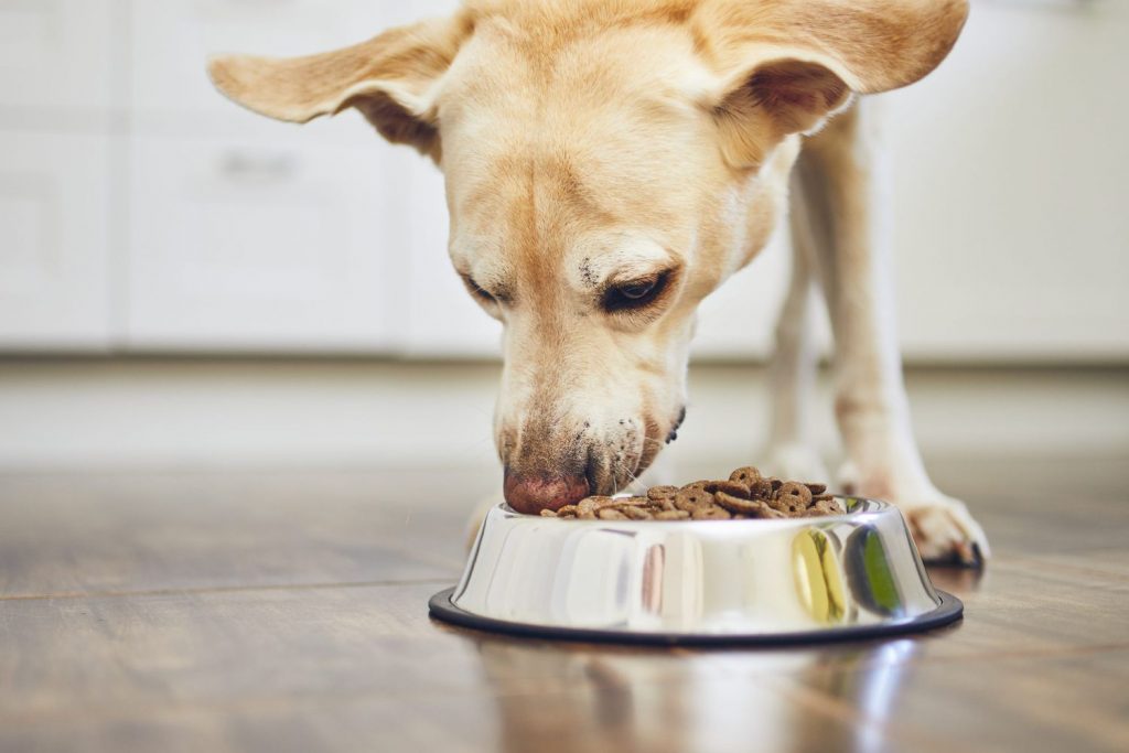 Is it Beneficial to Dilute Dog Food with Water for Optimal Nutrition and Digestion?