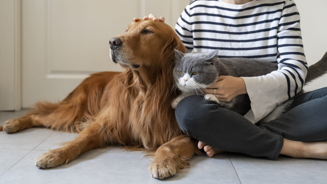 The Perfect Feline Companions: Understanding the Best Dog Breed for Cats