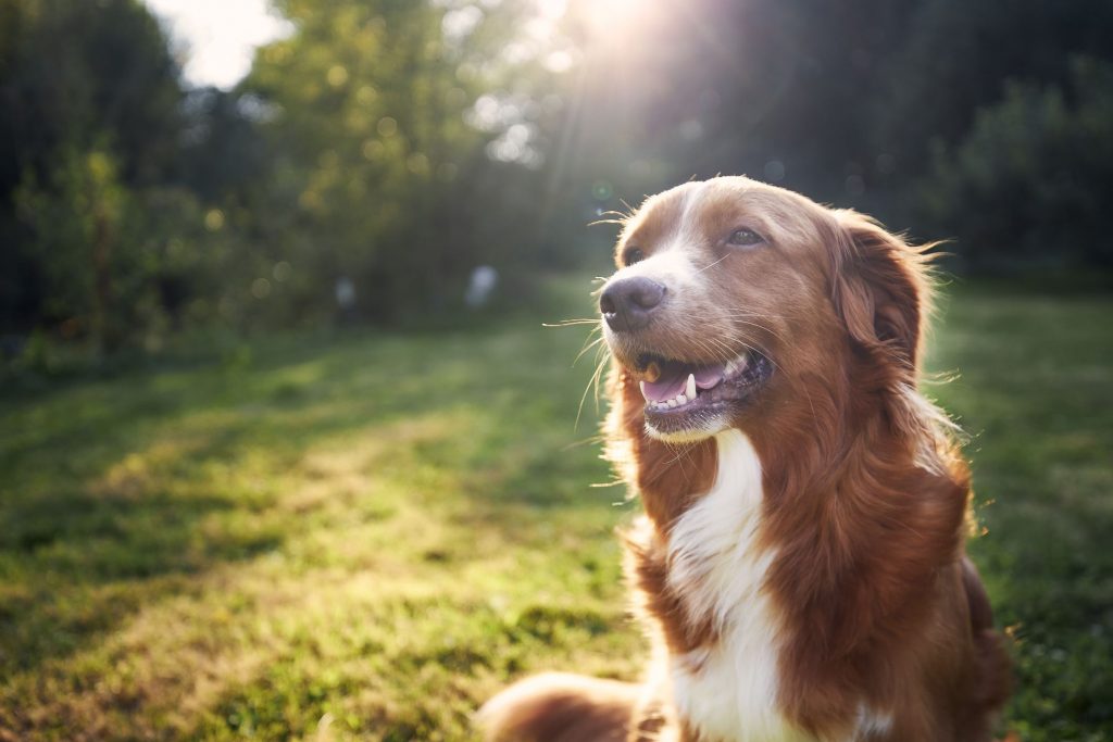 Effective Techniques for Assisting Male Dogs in Breeding