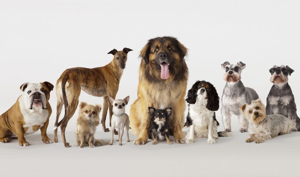 The Fascinating World of Dog Breeds: A Delightful y of Our Canine Companions