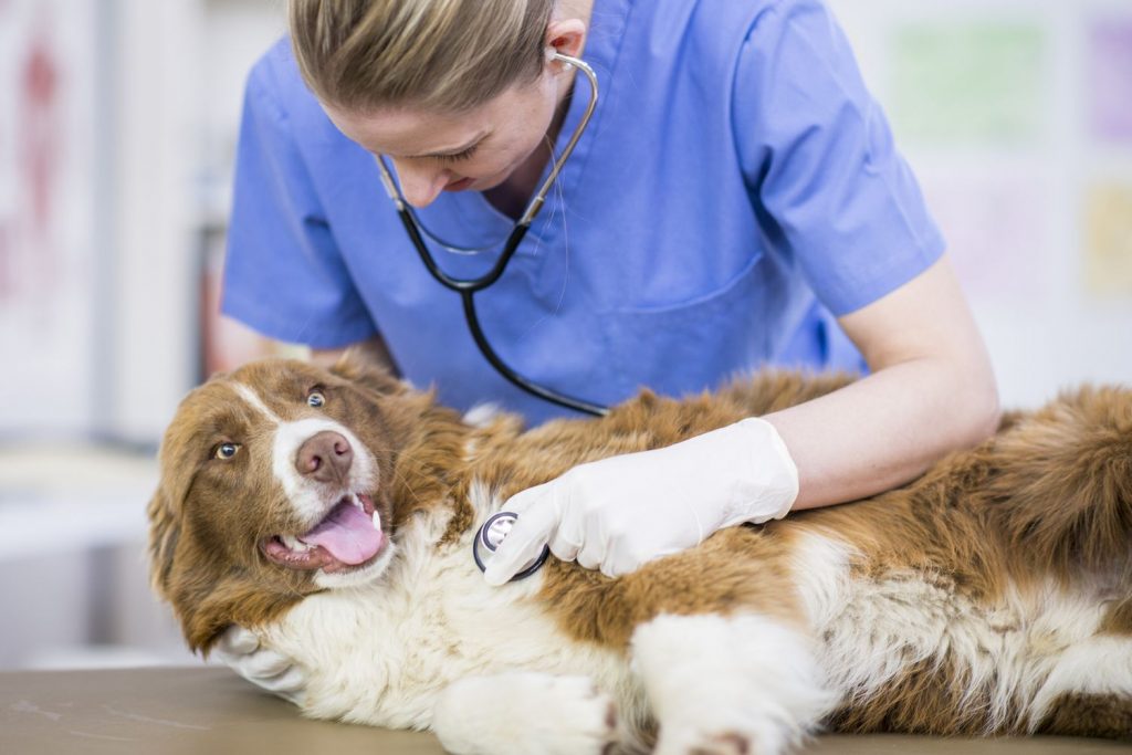 Understanding the Different Uses of Amoxicillin for Dogs and Humans