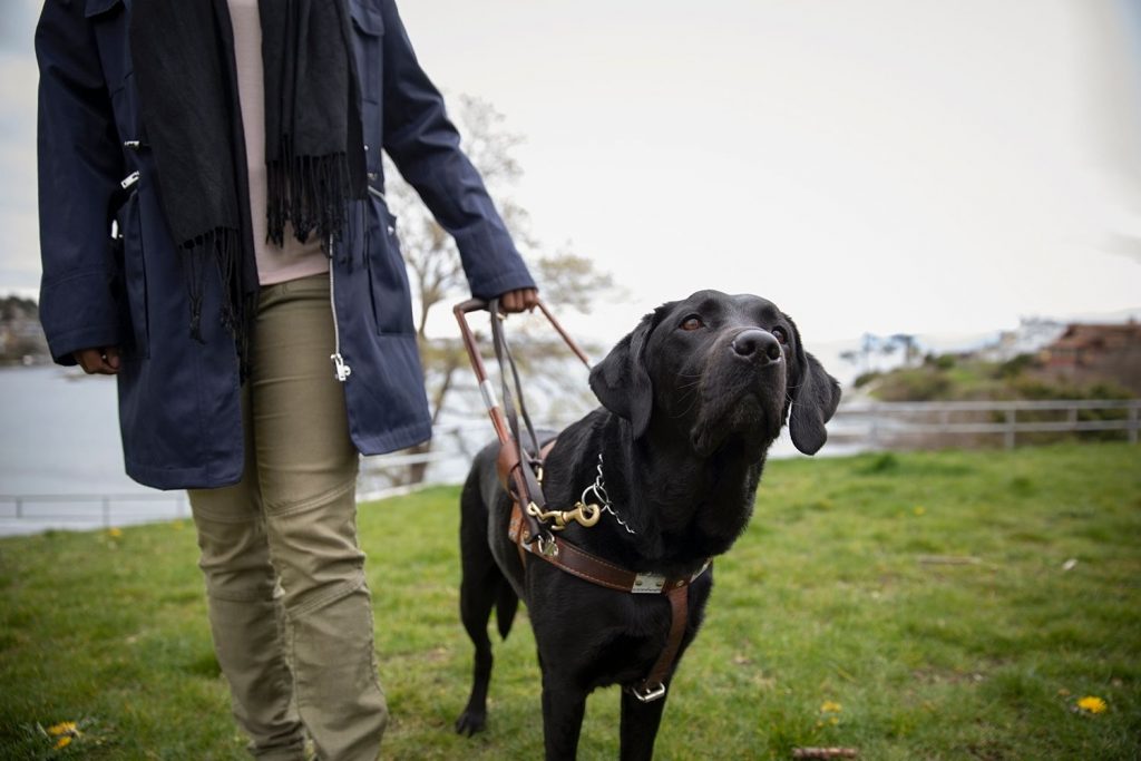 The Fascinating Bond Between Humans and Dogs: Understanding Their Extraordinary Companionship