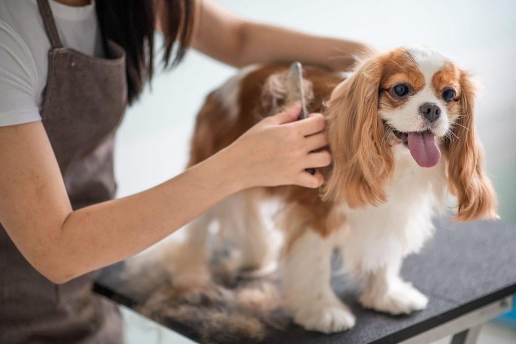 What is the Appropriate Tip for a Dog Groomer?