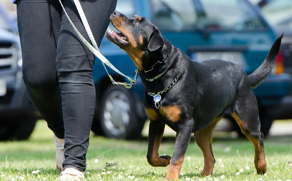 The Incredible Benefits of Working with a Professional Dog Trainer