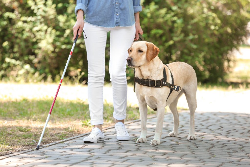 How Much Can Guide Dog Trainers Earn: A Comprehensive Look into Earnings in the Field