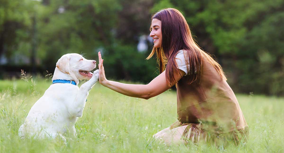 How Long Does It Take to Train a Dog? A Comprehensive Guide for Pet Owners