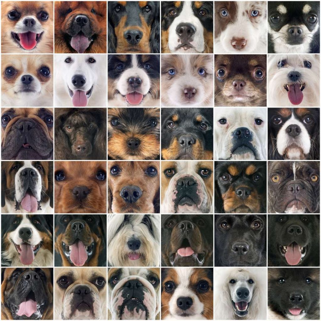 How Many Dog Breeds Are There: A Comprehensive Guide to Canine Diversity