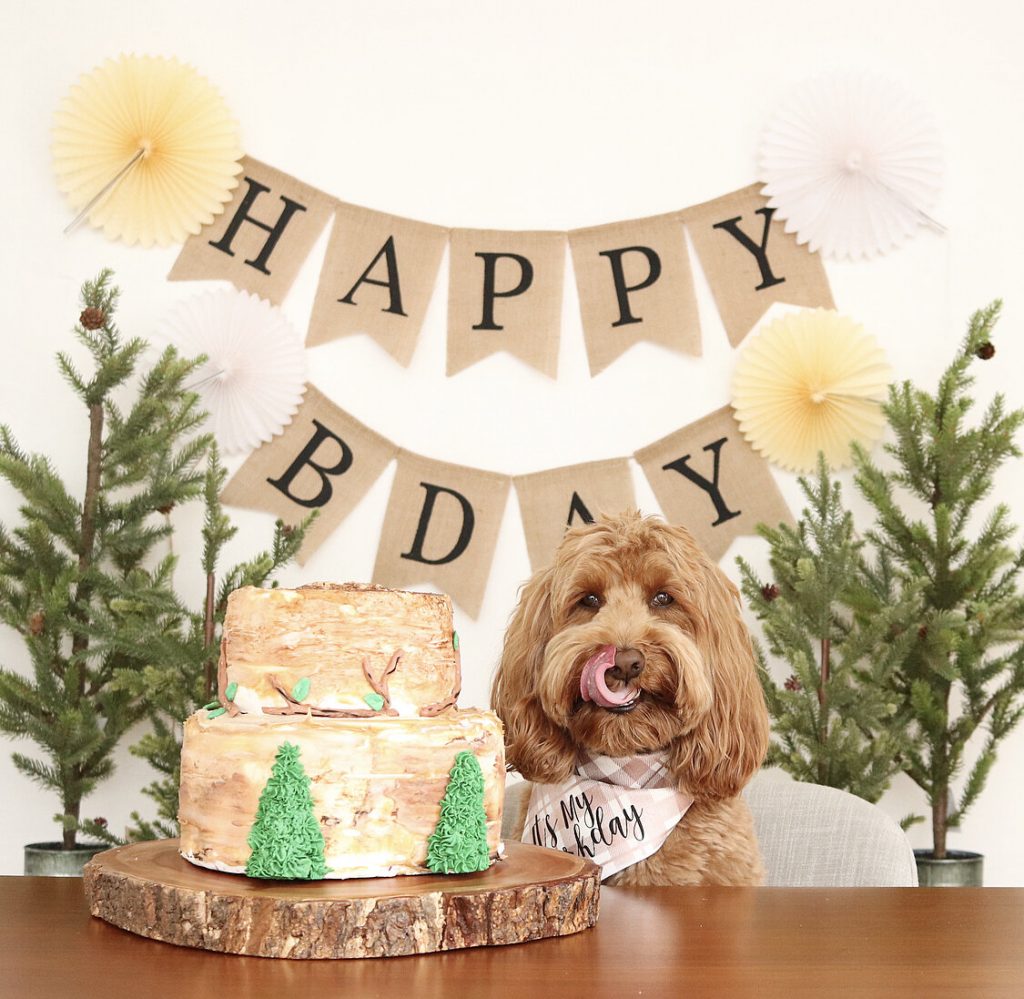 10 Birthday Ideas to Celebrate Your Beloved Dog's Special Day