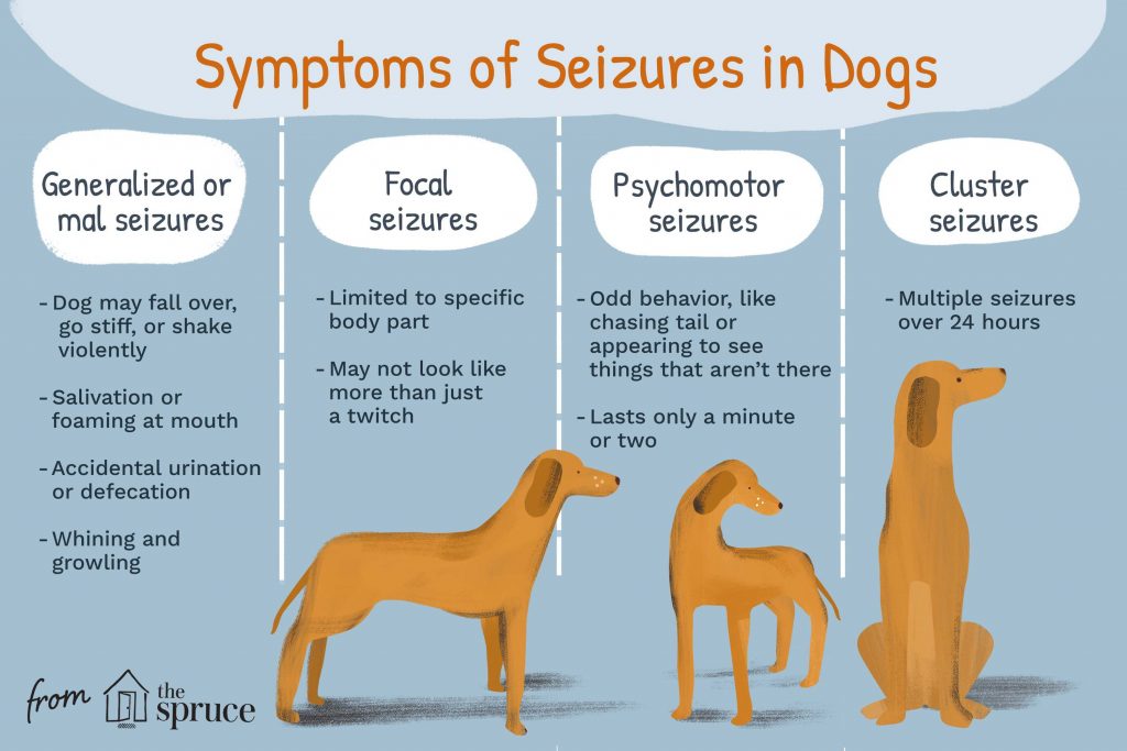 What Steps to Take When Your Dog Experiences a Seizure: Expert Advice