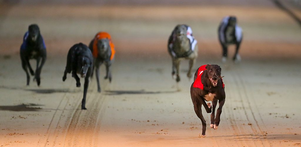 The Top Strategies for Success in Dog Racing: Expert Advice for a Winning Edge