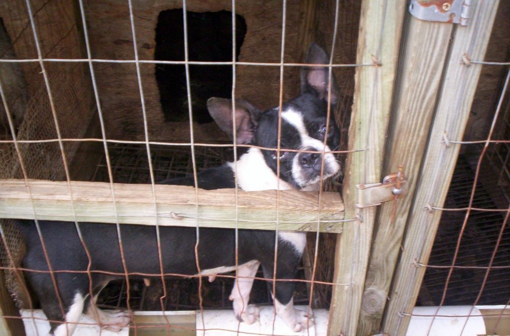 The Dark Side of Dog Breeding: Unveiling the Problems Behind Traditional Breeders