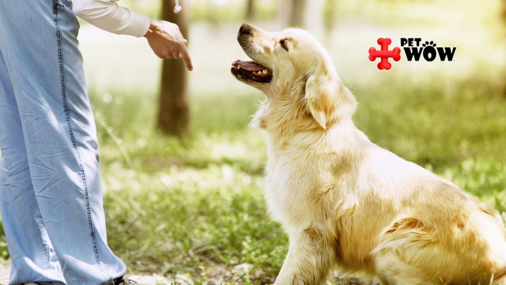 Beginner's Guide: Finding Success in Dog Training