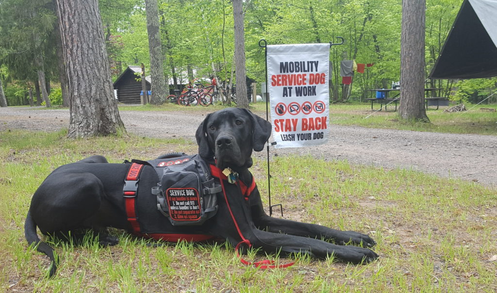 The Art of Dog Training: Understanding the Techniques Employed by Skilled Dog Trainers