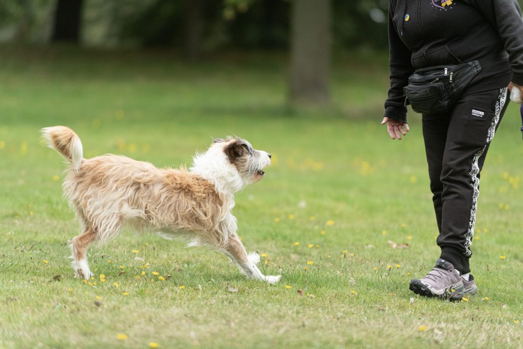 The Top Methods to Tire Out Your Dog for a Restful Night's Sleep