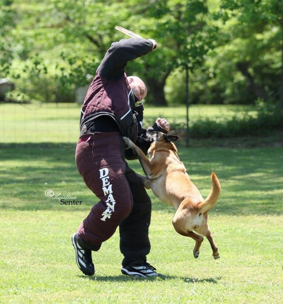 Effective Techniques for Training Your Protection Dog: A Comprehensive Guide