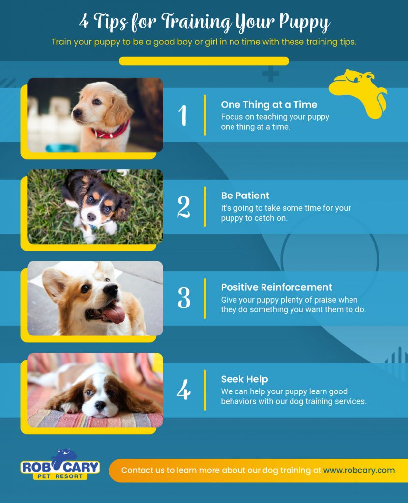 Effective Tips for Successful Puppy Training: A Guide for New Dog Owners