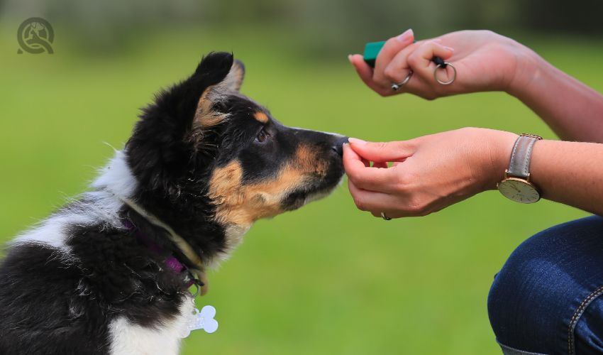 The Benefits and Drawbacks of Dog Training: A Comprehensive Guide