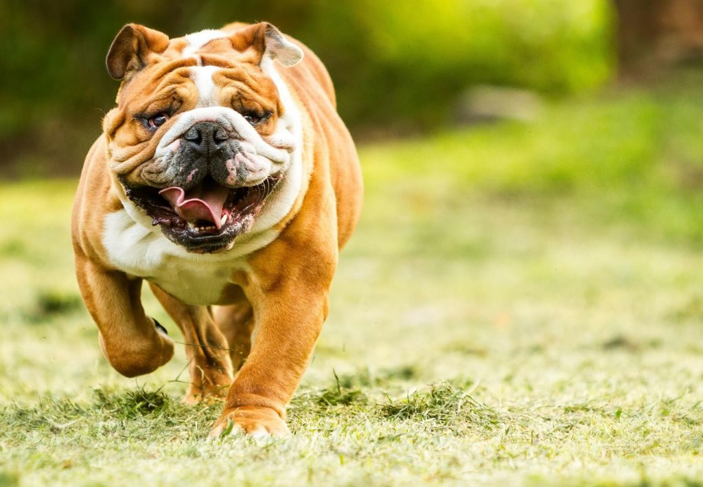 The Intricacies of Selective Dog Breeding: Unveiling the Art of Enhancing Desired Traits