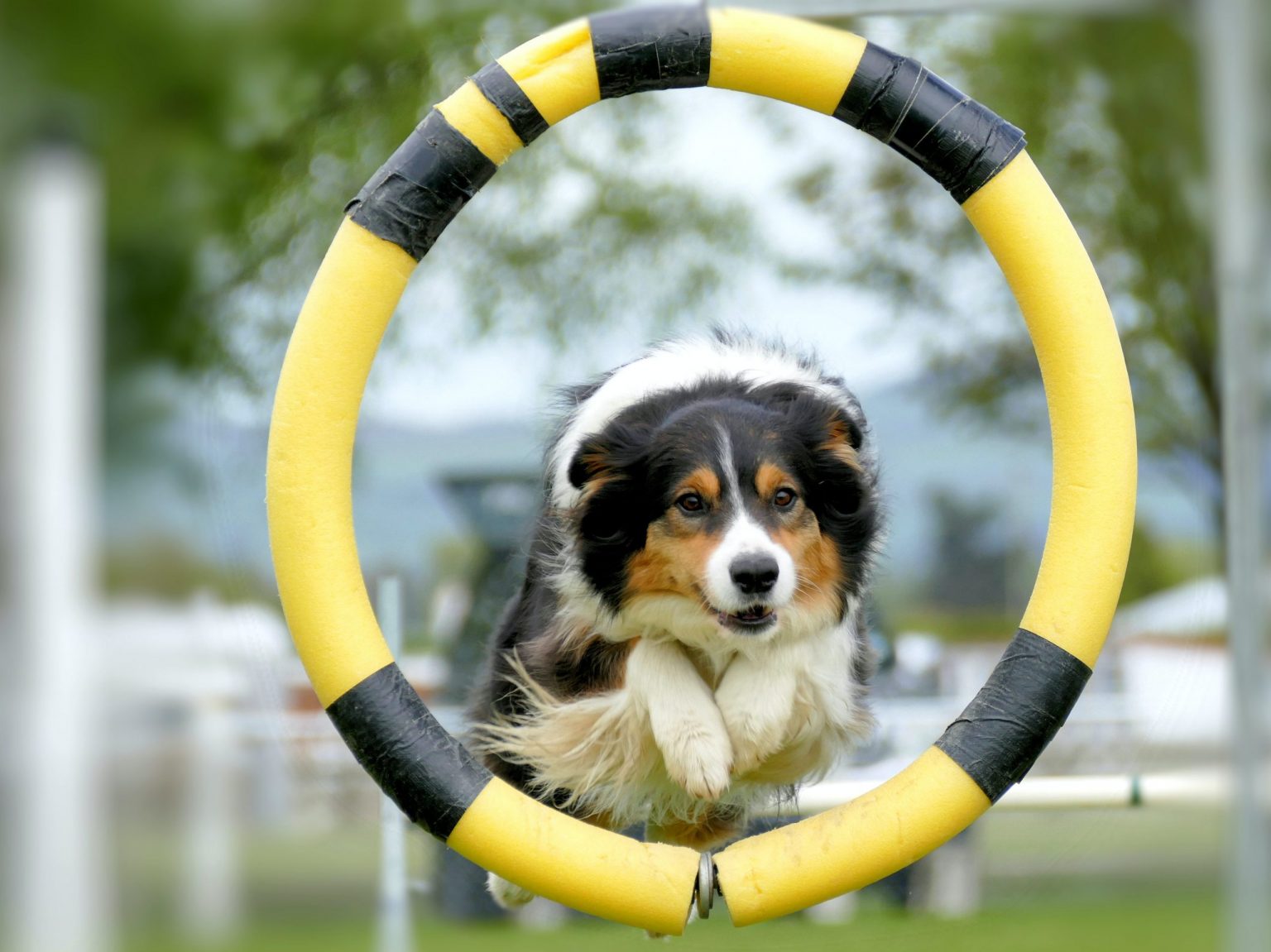 The Science Behind Effective Dog Training: Understanding How It Works