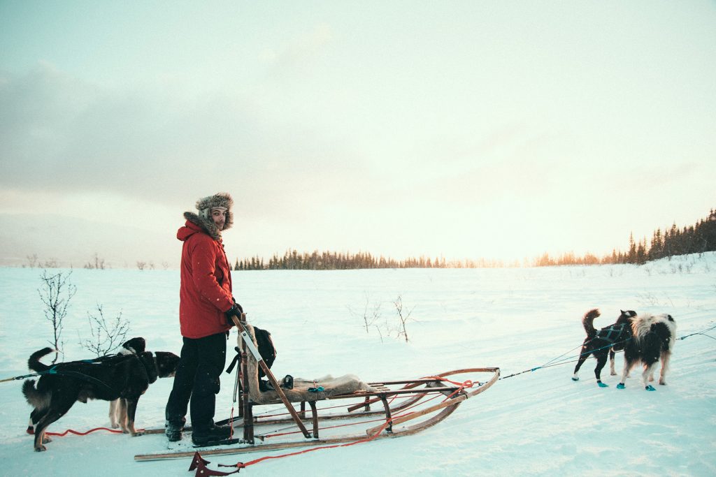 What's the Ideal Number of Dogs in a Sled Team?