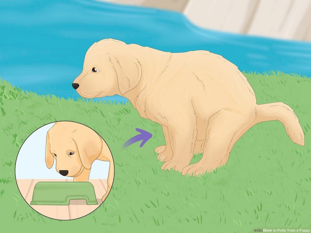 Fostering Proper Potty Training Habits in Your Canine Companion: A Step-by-Step Guide