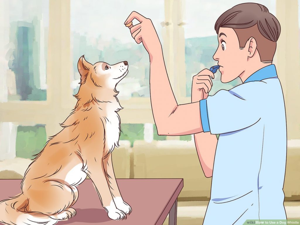 Effective Techniques for Training Your Dog with a Whistle: A Step-by-Step Guide