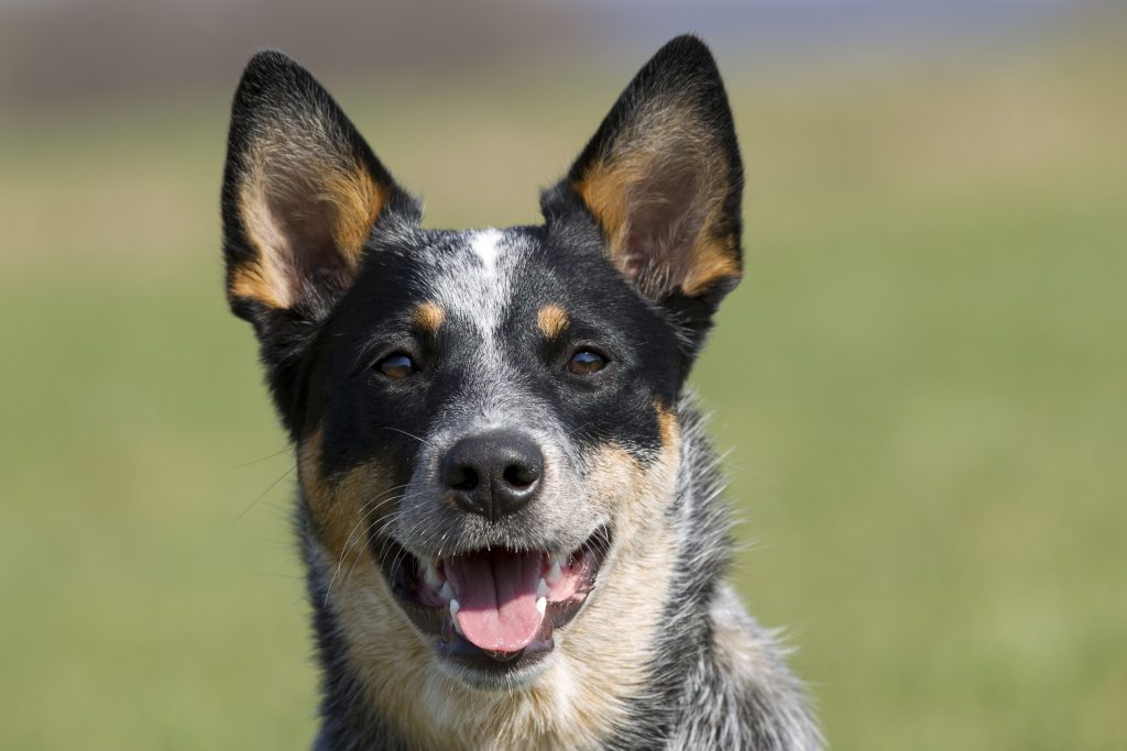 Comparing Dog Breeds in Australia: Finding the Perfect Companion