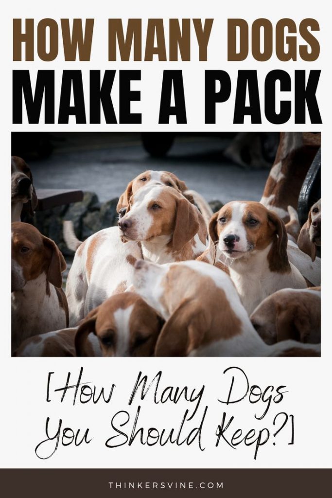 In Search of Pack Dynamics: Understanding the Ideal Number of Dogs for a Harmonious Canine Group