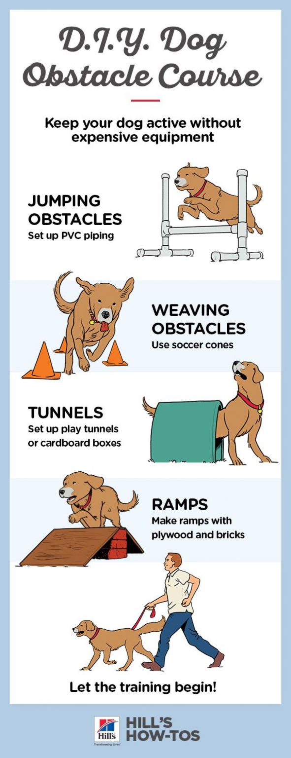 Guide to Creating a DIY Dog Tunnel: Step-by-Step Instructions for a Fun Adventure