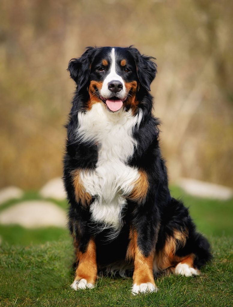 What Makes Certain Dog Breeds Stand Out: Finding Your Perfect Companion