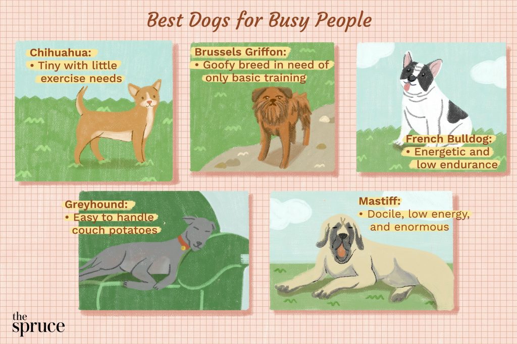 The Perfect Companion: Low-Exercise Dog Breeds for a Leisurely Lifestyle