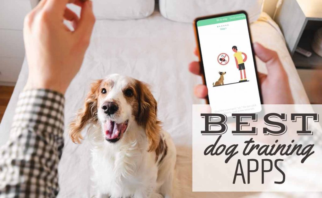 The Top Dog Training App for Effortless Training Success