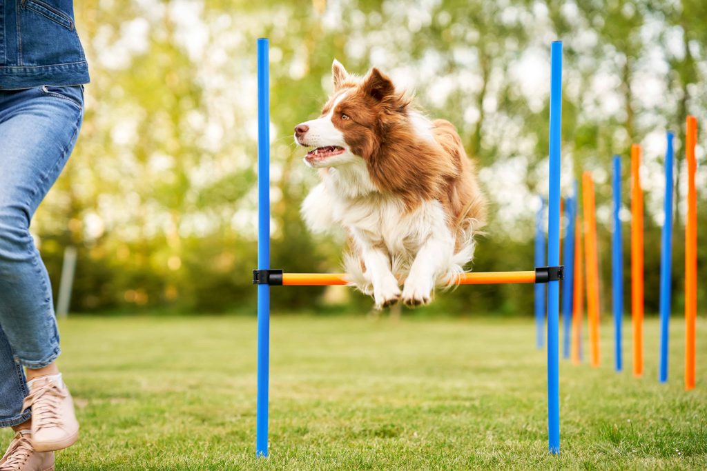 The Incredible Benefits of Dog Agility Training: ing Your Pet's Full Potential