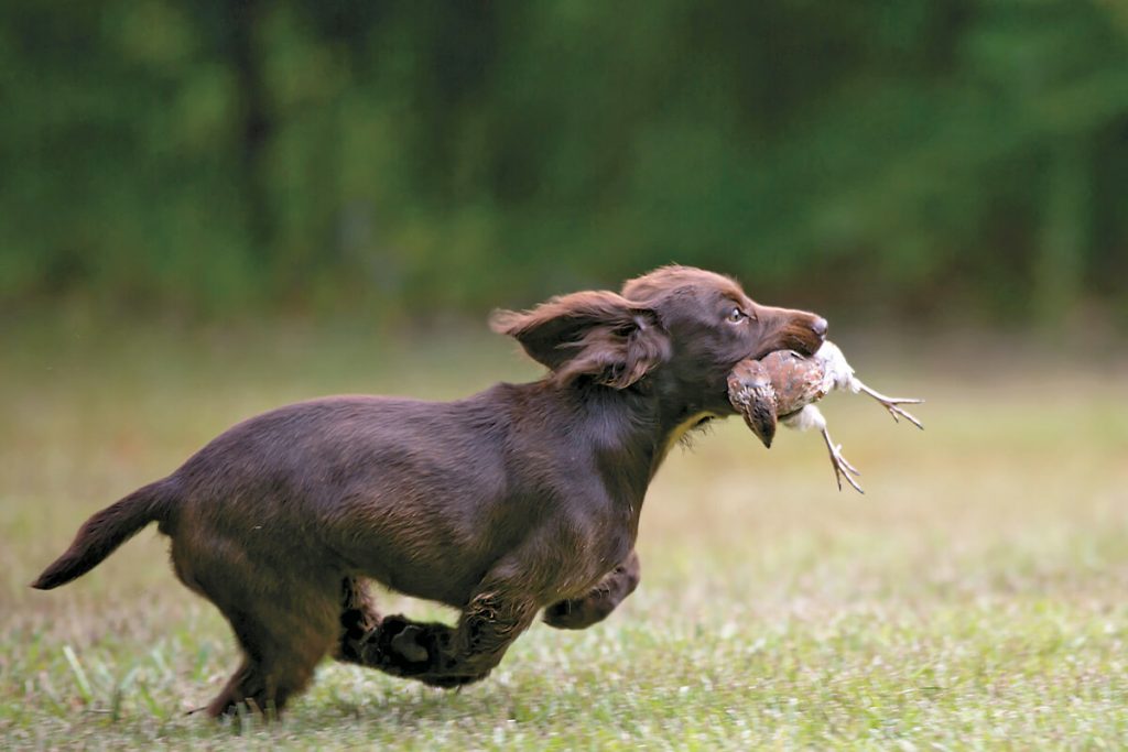 Step-by-Step Guide to Effective Gun Dog Training: Uncover the Secrets of Training Your Hunting Companion