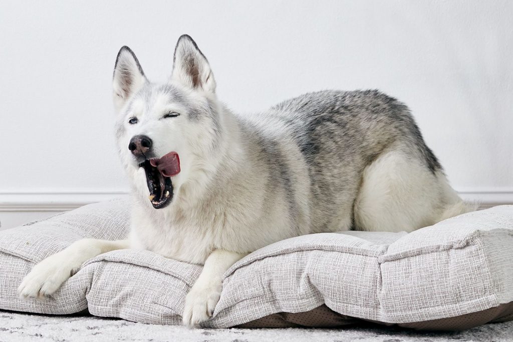 Why Do Dogs Make Noise When They Yawn: Understanding the Fascinating Behaviors of Our Canine Companions