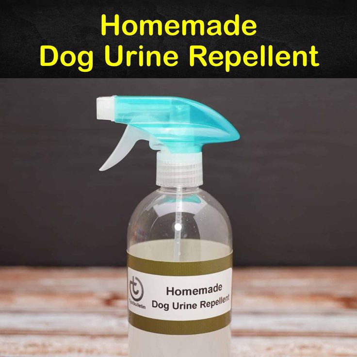 How to Create Effective Homemade Dog Repellent for a Safe and Dog-Friendly Environment