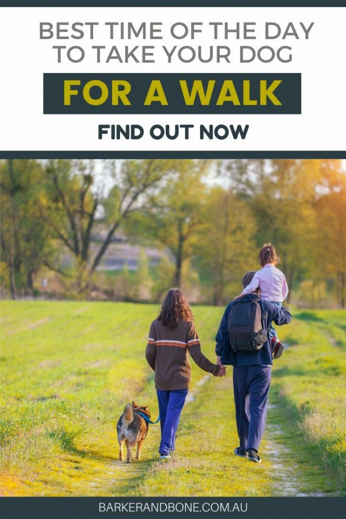 When is the optimal time to take your furry friend for a leisurely stroll?