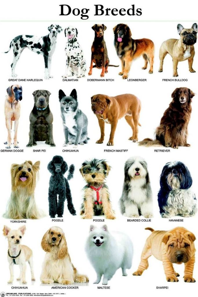 What to Know About Different Dog Breeds: A Comprehensive Guide