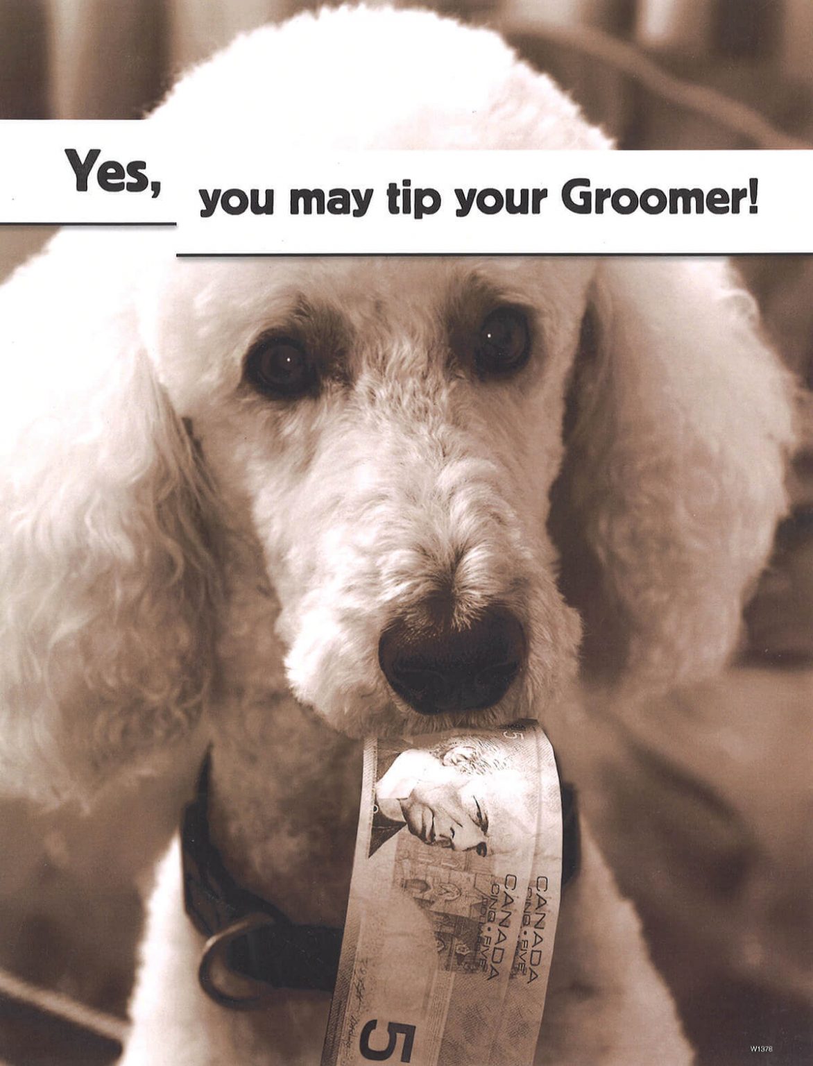 Should You Tip Dog Groomers in Canada? A Guide to Etiquette and Appreciation