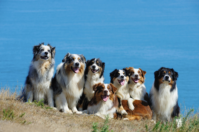 Finding the Perfect Balance: How Many Dogs Should You Have?