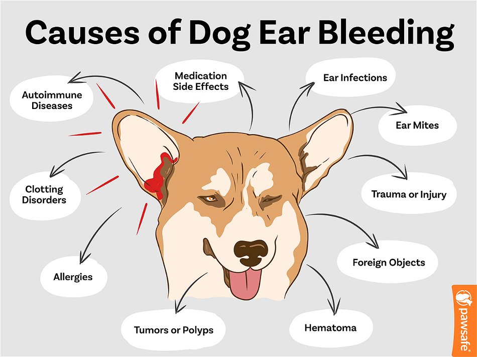 Why is My Dog's Ear Tip Bleeding? Understanding the Causes and Finding Solutions