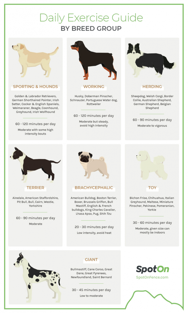 The Optimal Amount of Daily Dog Training: What Experts Recommend for Effective Results