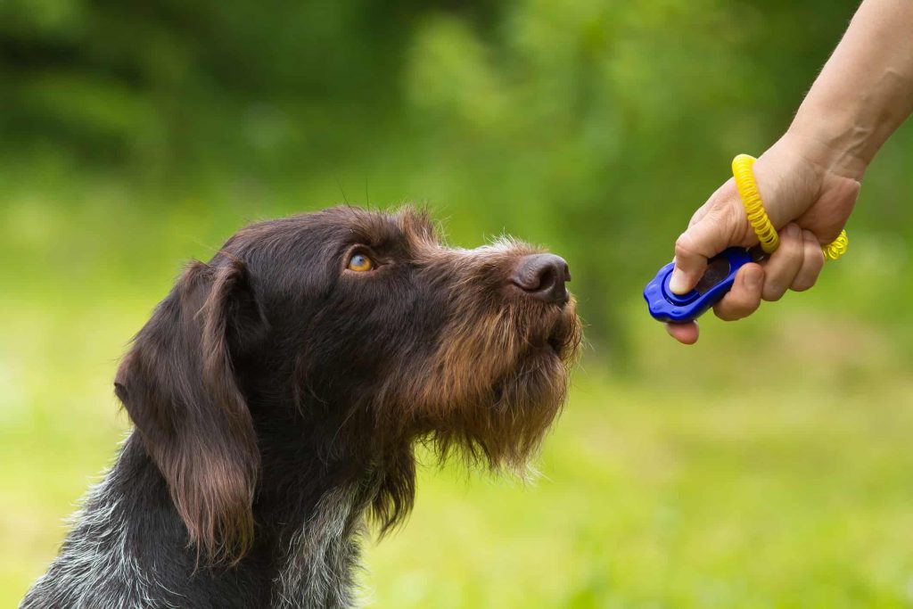 When is the Right Time to Incorporate a Clicker for Dog Training?