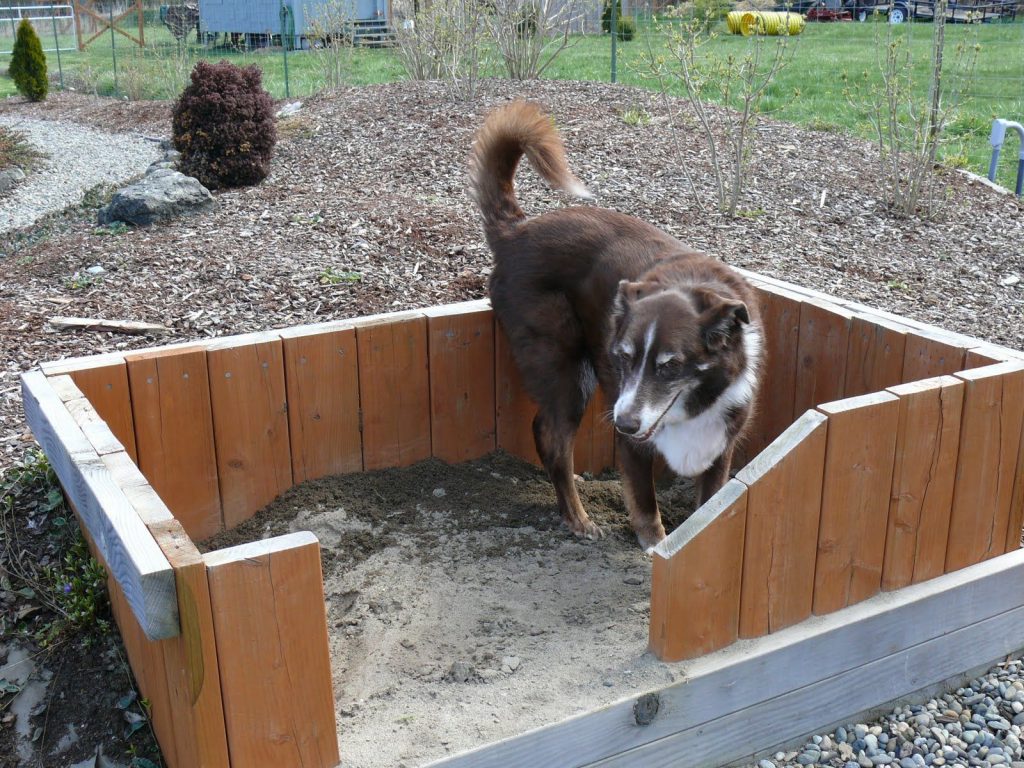 Creating a DIY Sensory Box for Dogs: Engaging Playtime Ideas for Your Furry Friend