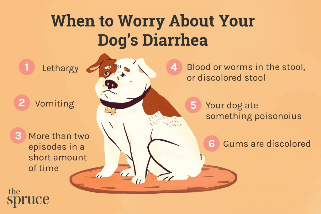 What to Do If Your Dog Has Diarrhea for 2 Days: A Guide for Pet Owners