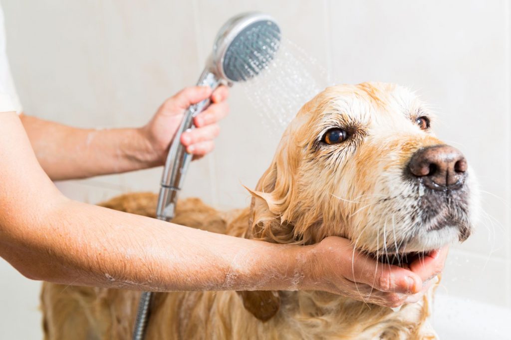 The Best Homemade Dog Shampoo for Your Pooch's Perfect Bath